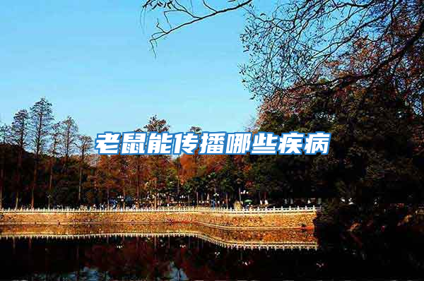 老鼠能传播哪些疾病