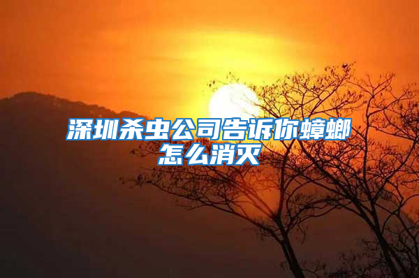 深圳杀虫公司告诉你蟑螂怎么消灭