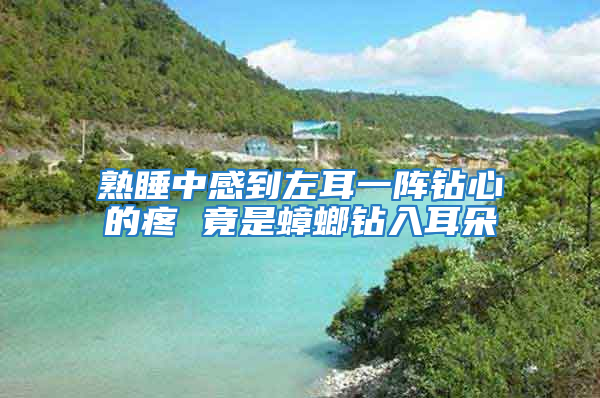 熟睡中感到左耳一阵钻心的疼 竟是蟑螂钻入耳朵