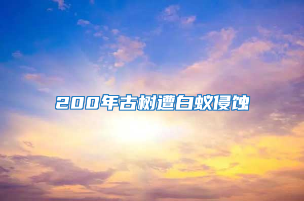 200年古树遭白蚁侵蚀