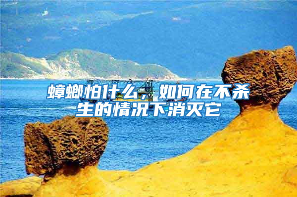 蟑螂怕什么，如何在不杀生的情况下消灭它