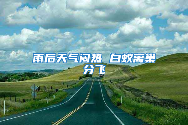 雨后天气闷热 白蚁离巢分飞