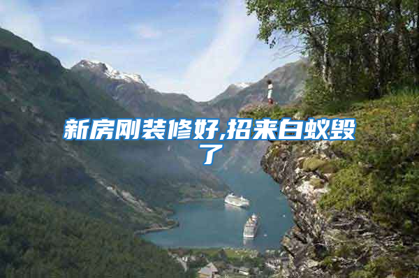 新房刚装修好,招来白蚁毁了