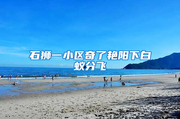 石狮一小区奇了艳阳下白蚁分飞