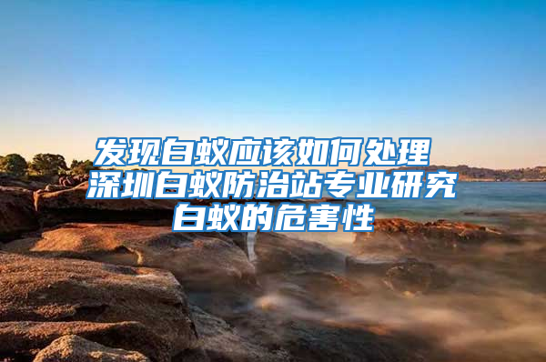 发现白蚁应该如何处理 深圳白蚁防治站专业研究白蚁的危害性