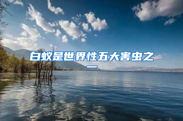 白蚁是世界性五大害虫之一