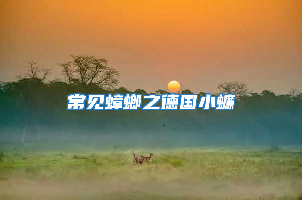 常见蟑螂之德国小蠊