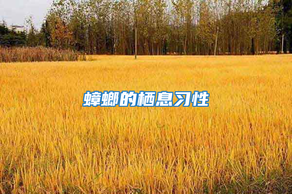 蟑螂的栖息习性