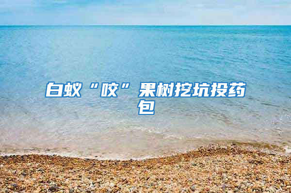 白蚁“咬”果树挖坑投药包
