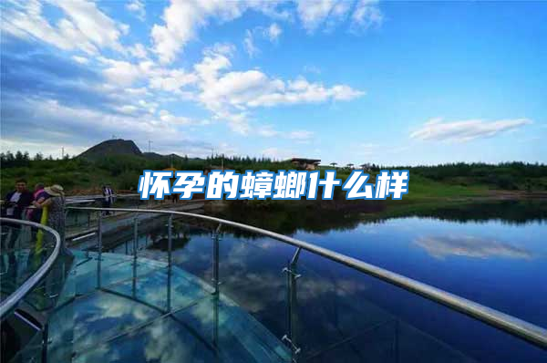 怀孕的蟑螂什么样